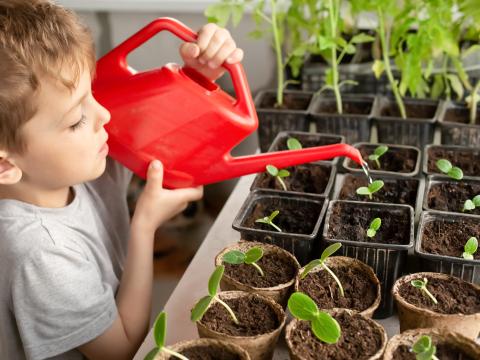 Kindergartenkind gießt Sätzlinge im Gewächshaus