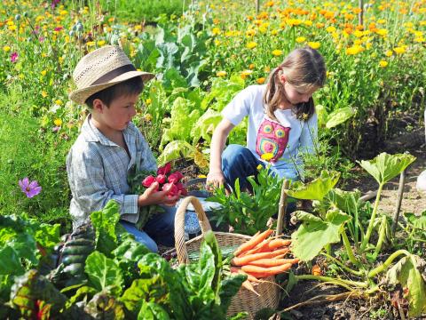 Kindergartenkinder ernten Gemüse im Garten der Kita